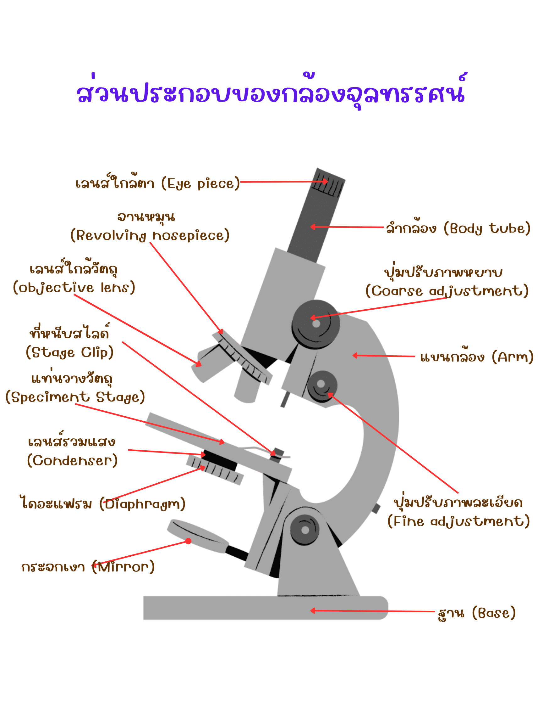 ส่วนประกอบของกล้องจุลทรรศน์ | เจาะลึกโครงสร้างและการทำงาน - Sci-panda